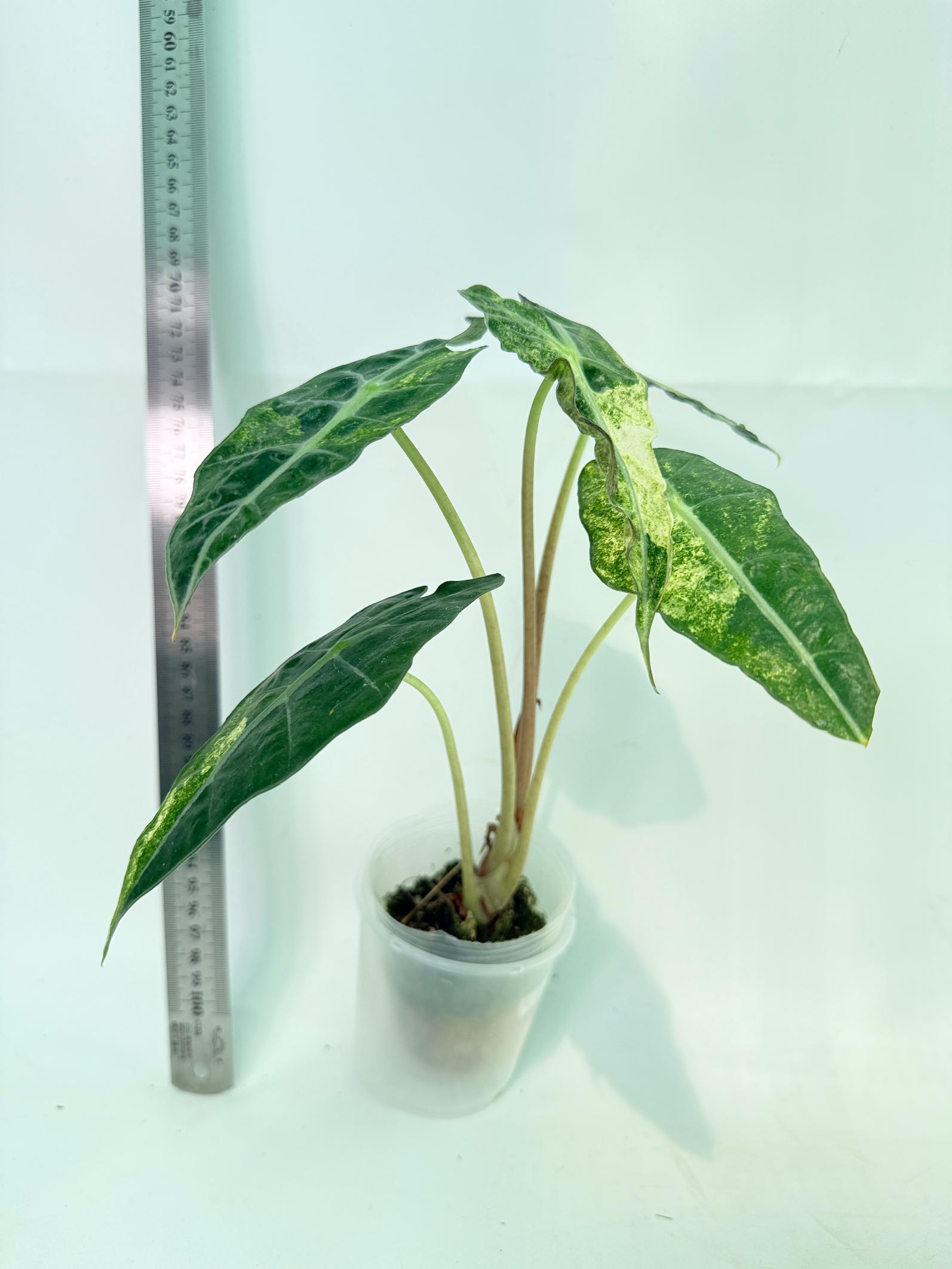 Alocasia Amazonica Variegata Aurea 4