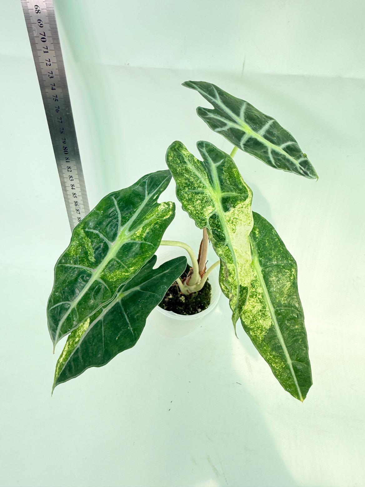 Alocasia Amazonica Variegata Aurea 6