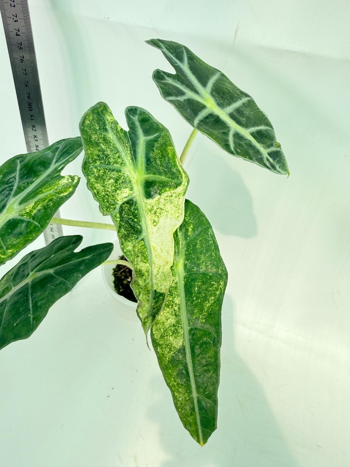 Alocasia Amazonica Variegata Aurea 7