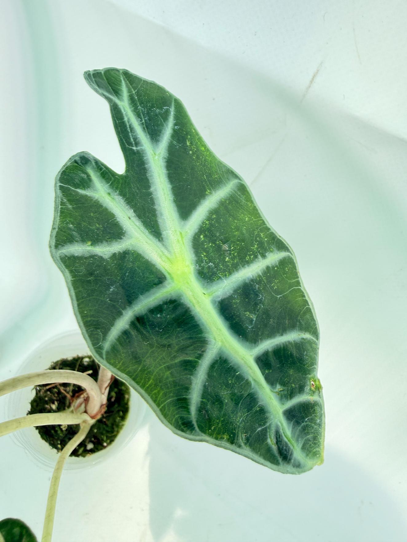 Alocasia Amazonica Variegata Aurea 8