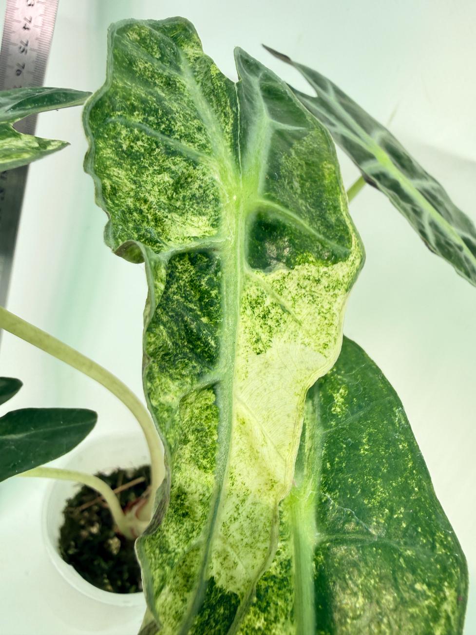 Alocasia Amazonica Variegata Aurea 9