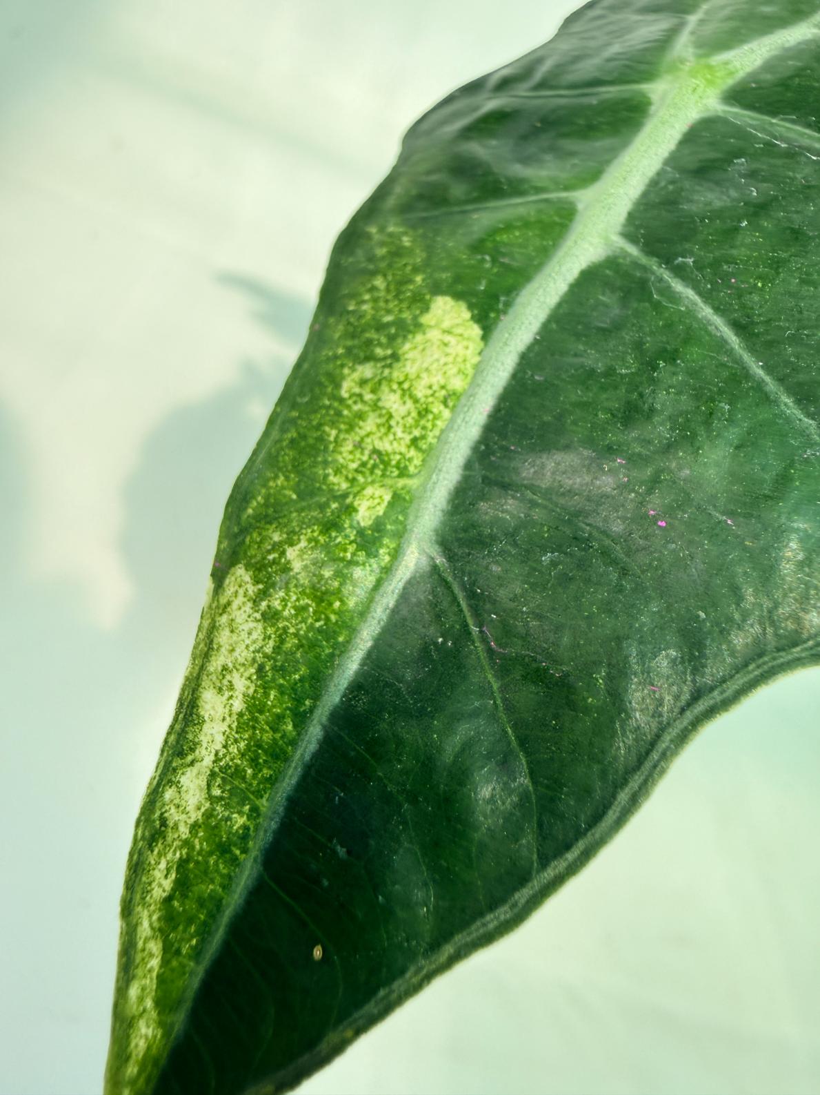 Alocasia Amazonica Variegata Aurea 3