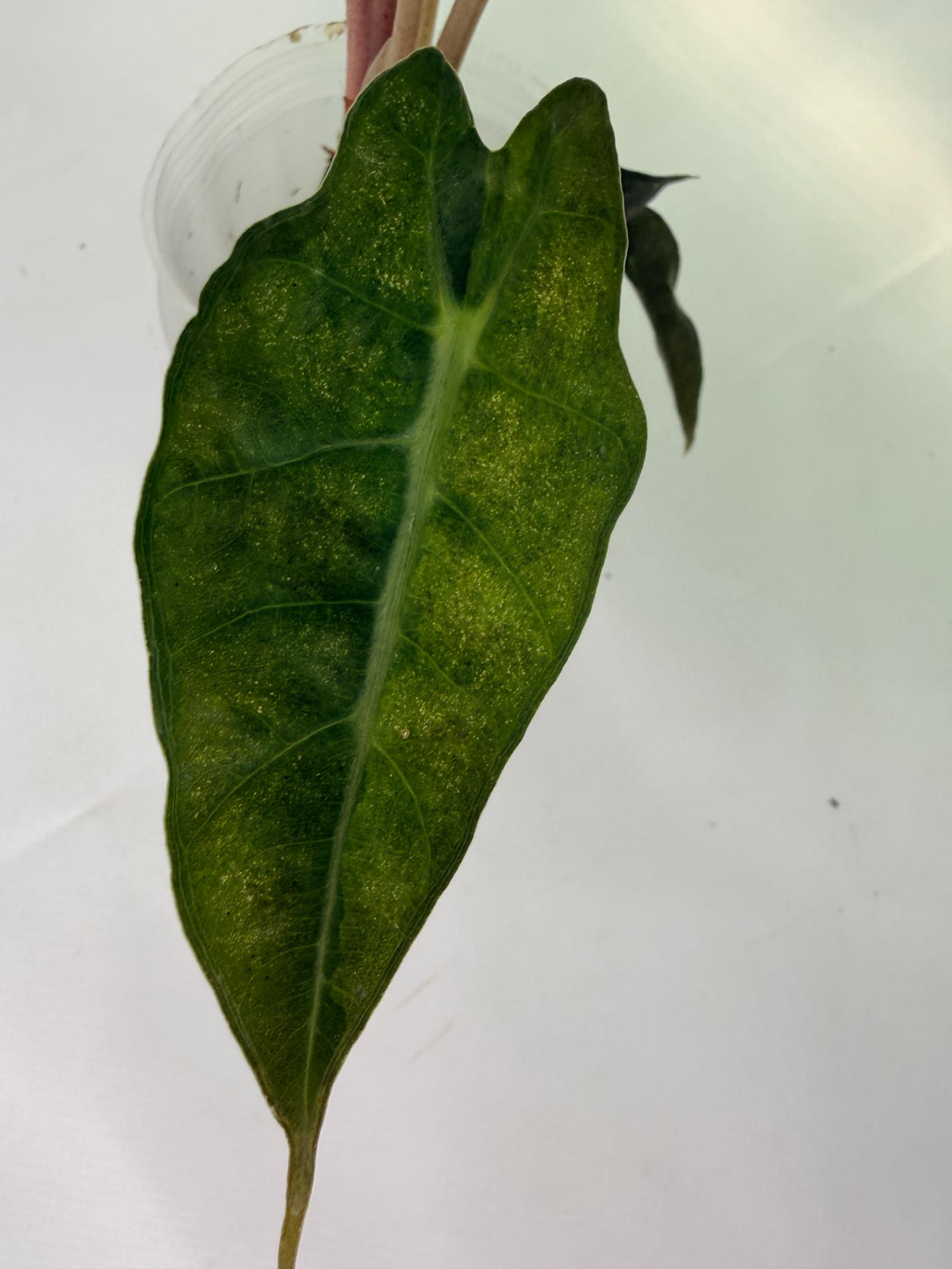 Alocasia Amazonica Variegata Aurea 9