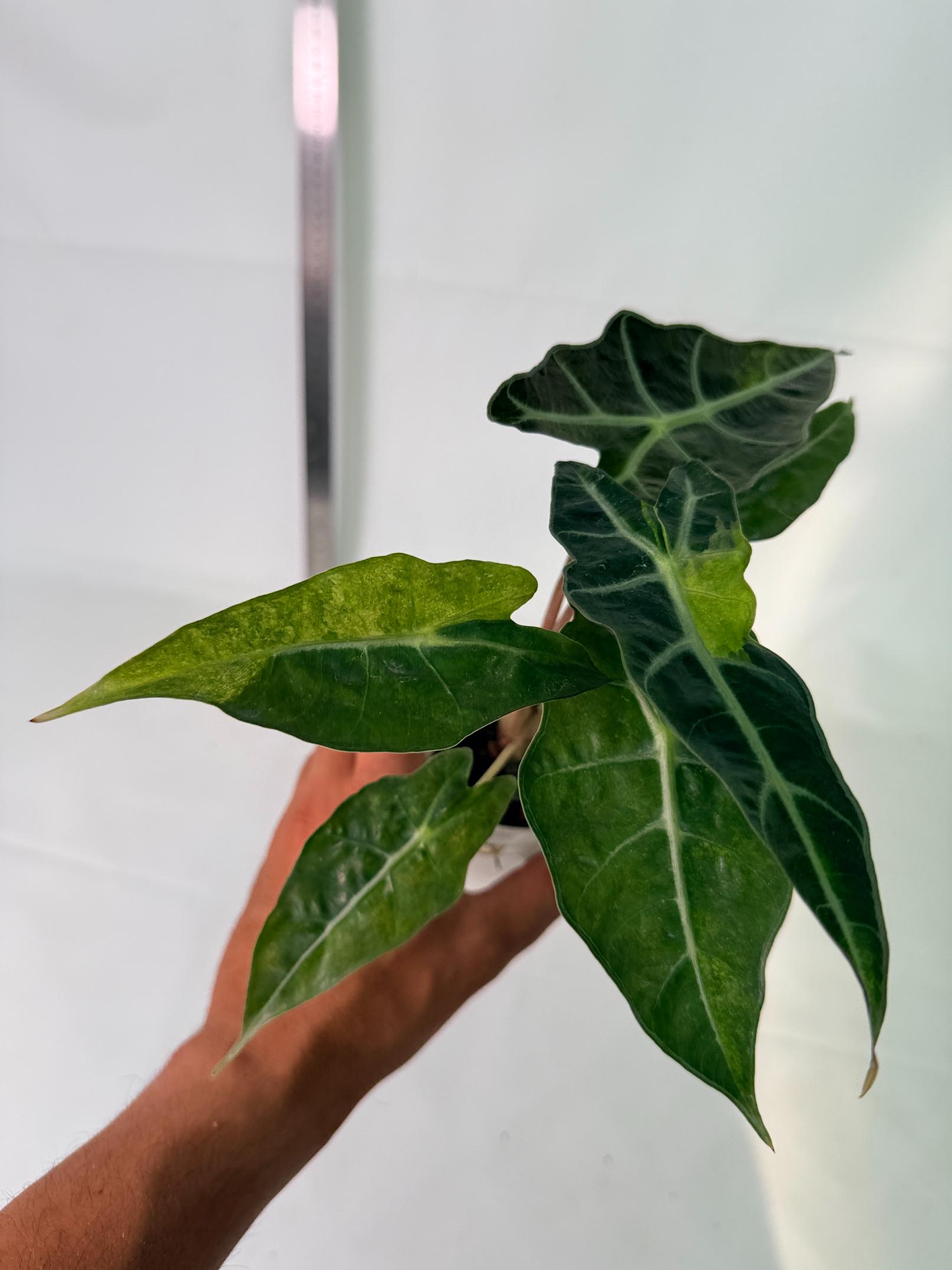Alocasia Amazonica Variegata Aurea 10