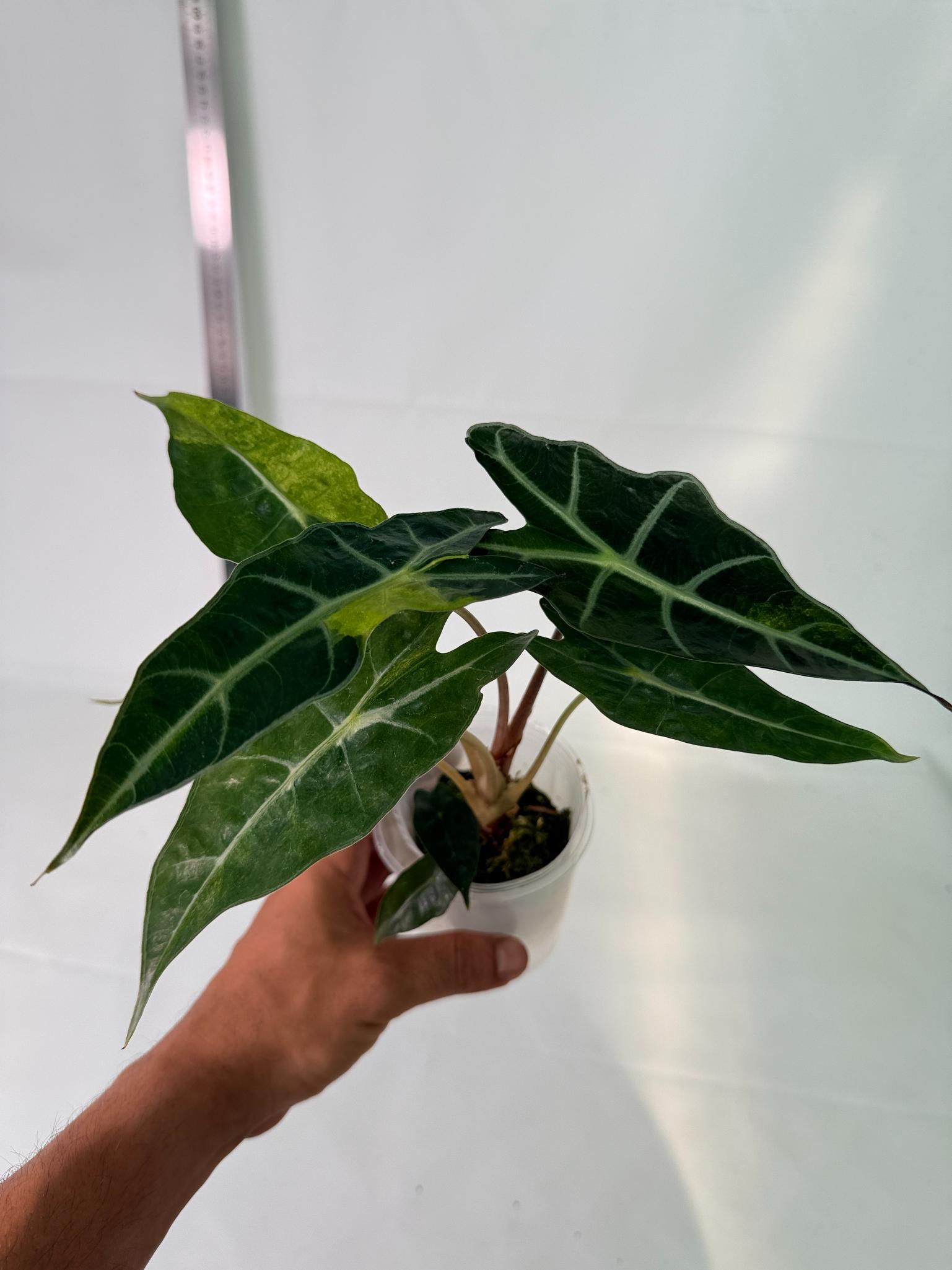 Alocasia Amazonica Variegata Aurea 1