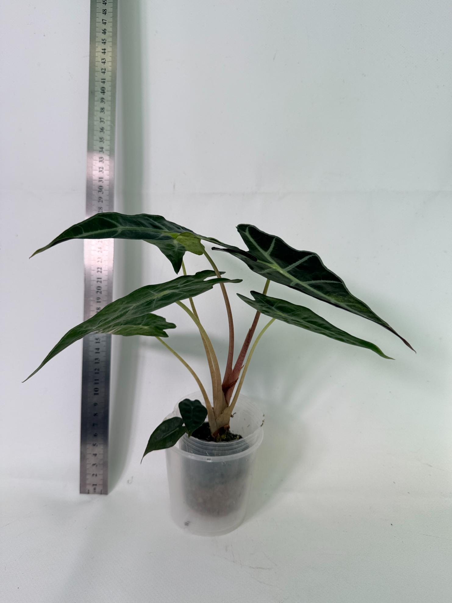 Alocasia Amazonica Variegata Aurea 5