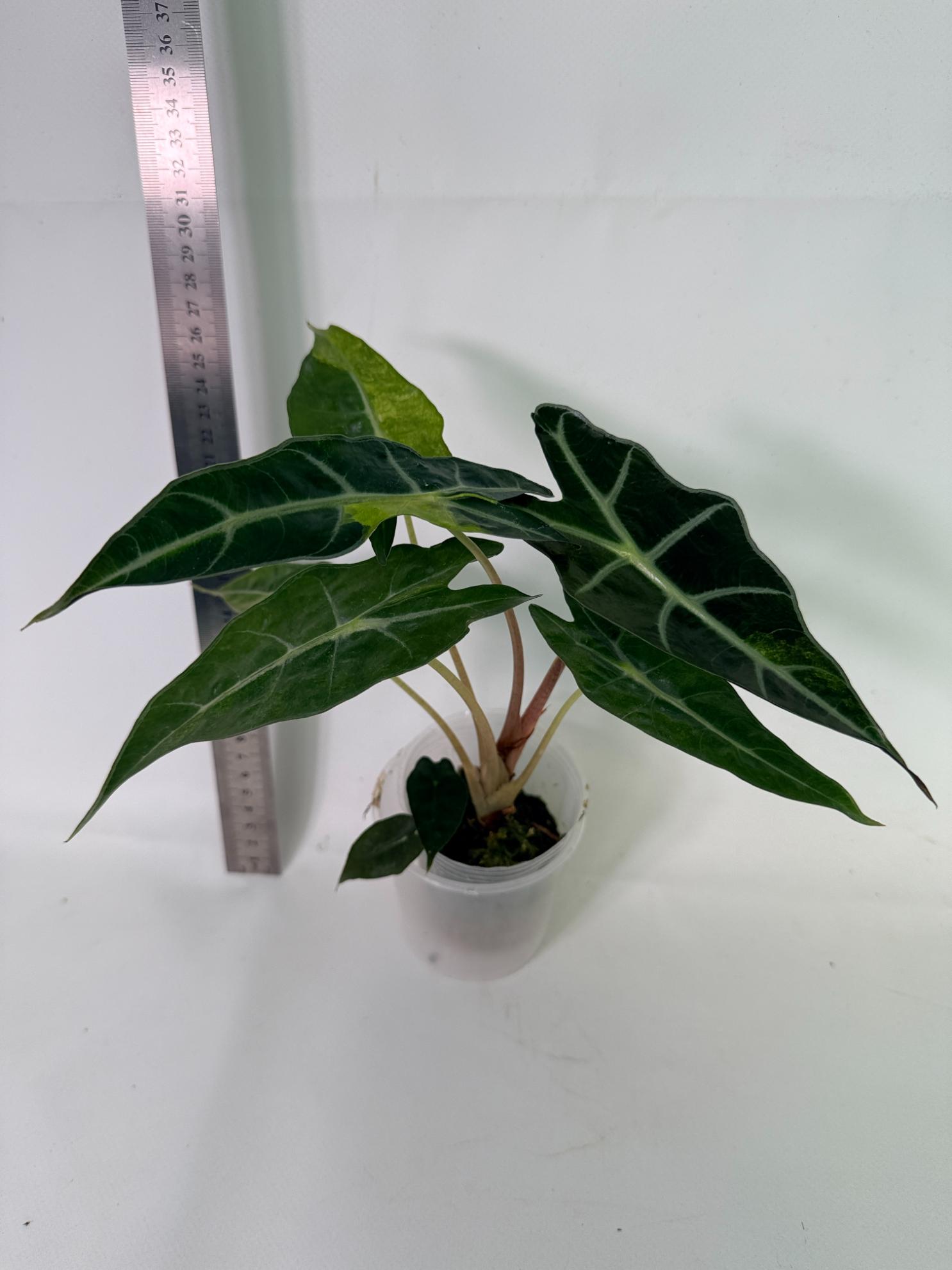 Alocasia Amazonica Variegata Aurea 6