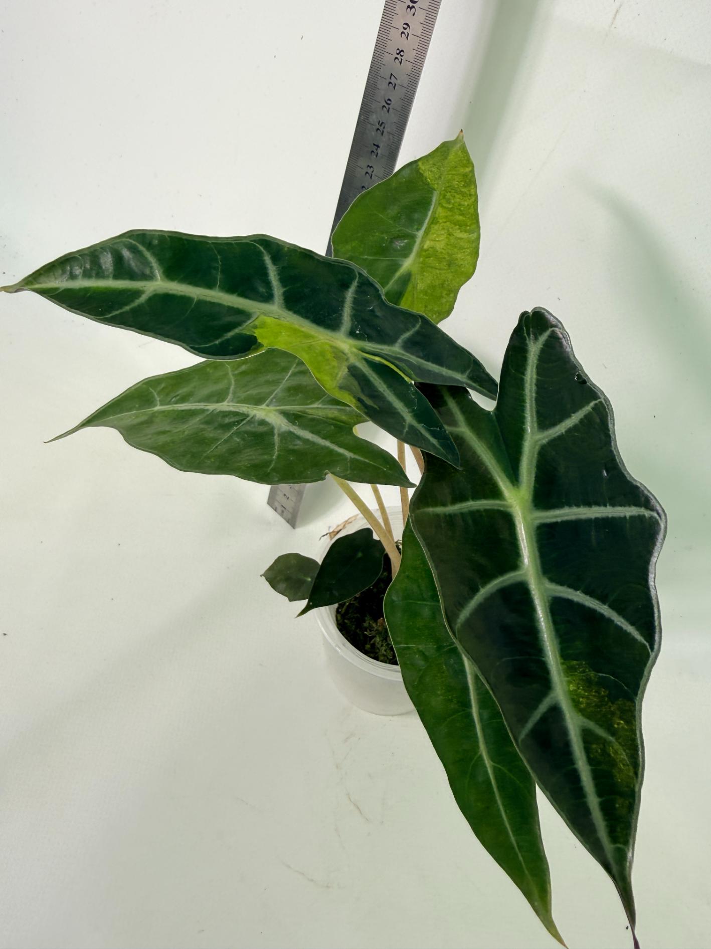 Alocasia Amazonica Variegata Aurea 4