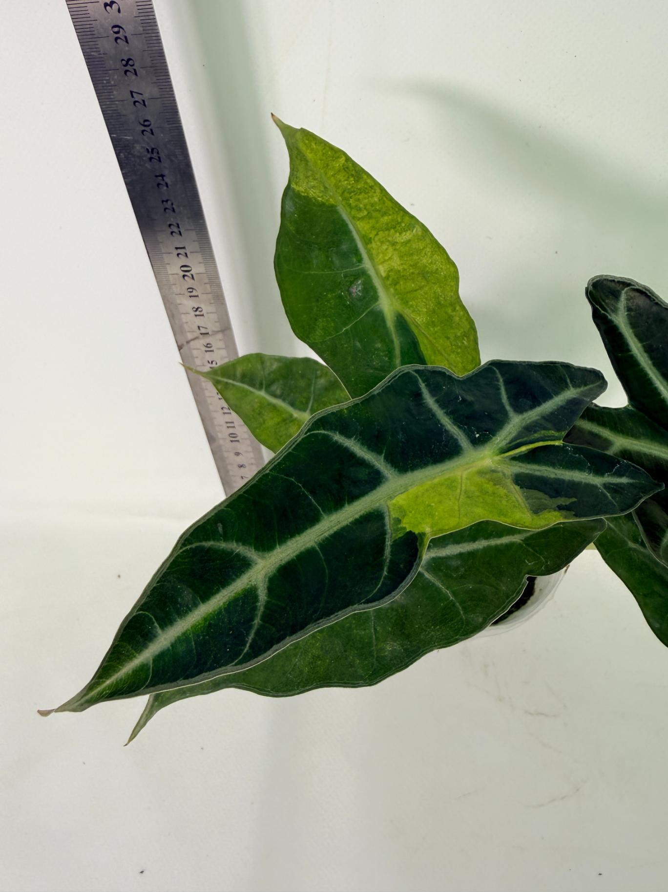 Alocasia Amazonica Variegata Aurea 7