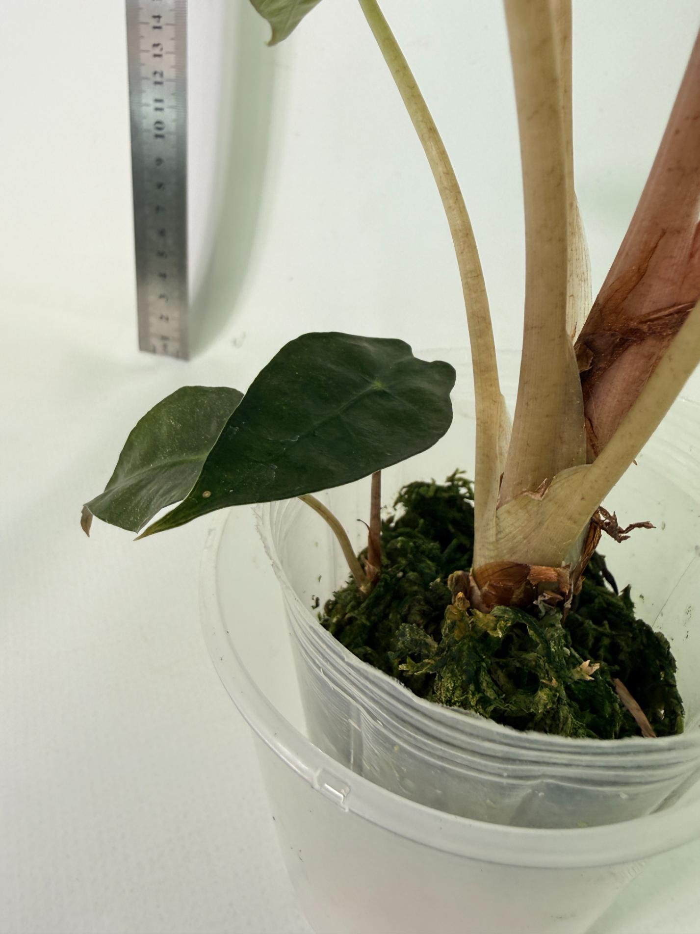 Alocasia Amazonica Variegata Aurea 8