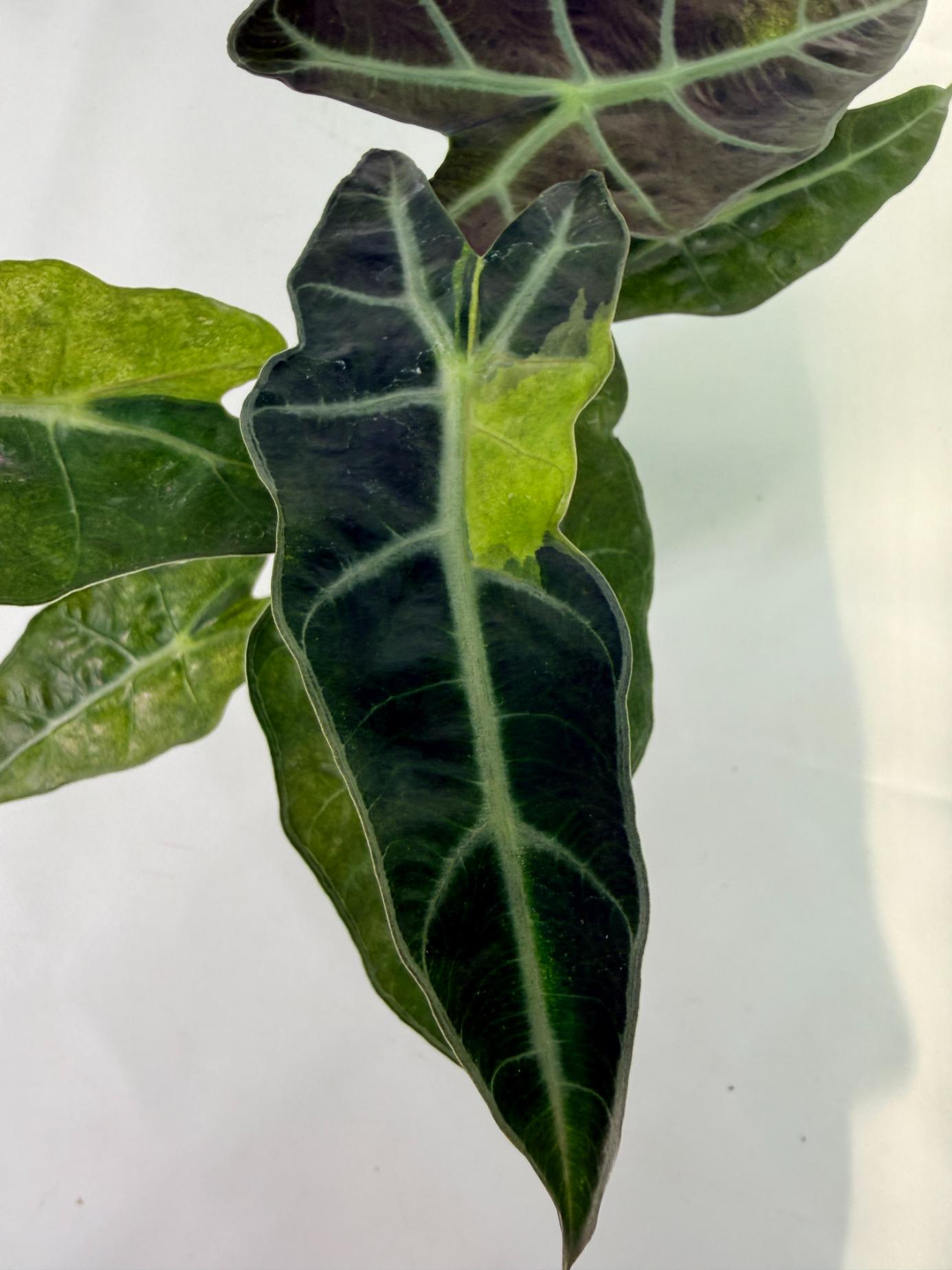 Alocasia Amazonica Variegata Aurea 2