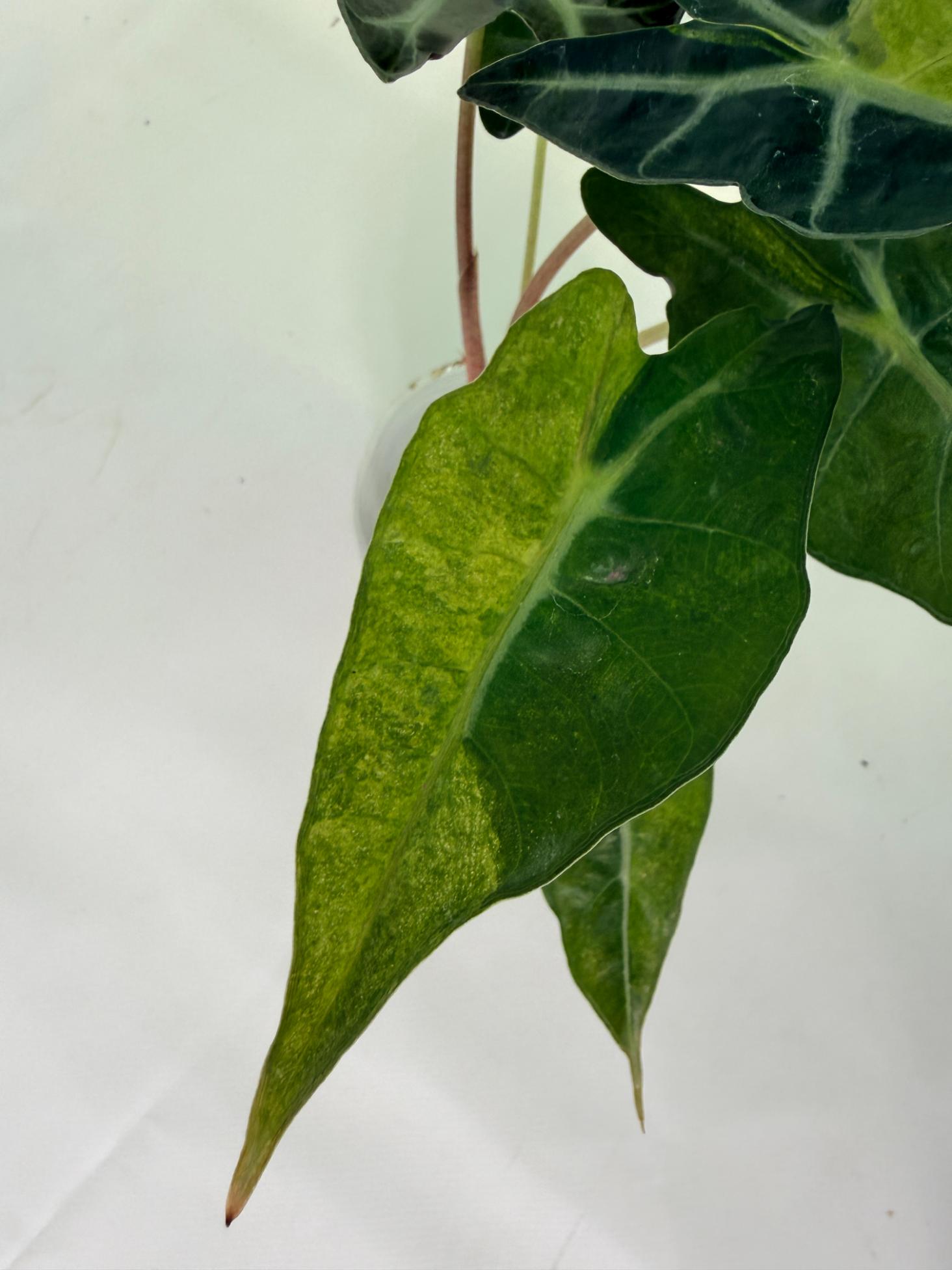 Alocasia Amazonica Variegata Aurea 3