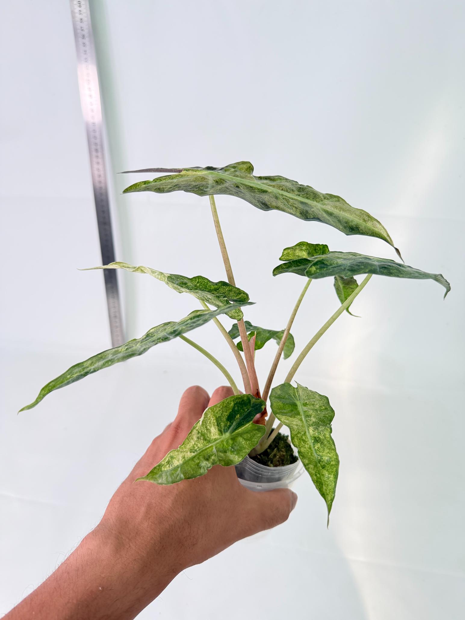 Alocasia Amazonica Variegata Aurea 9