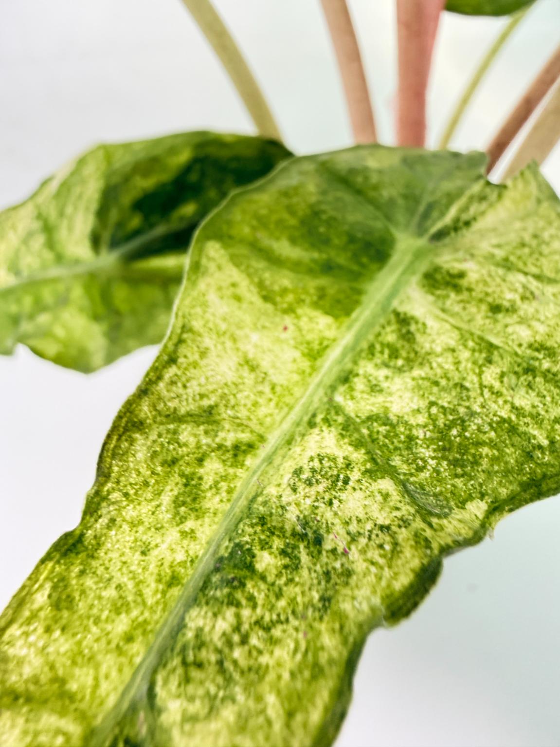 Alocasia Amazonica Variegata Aurea 7