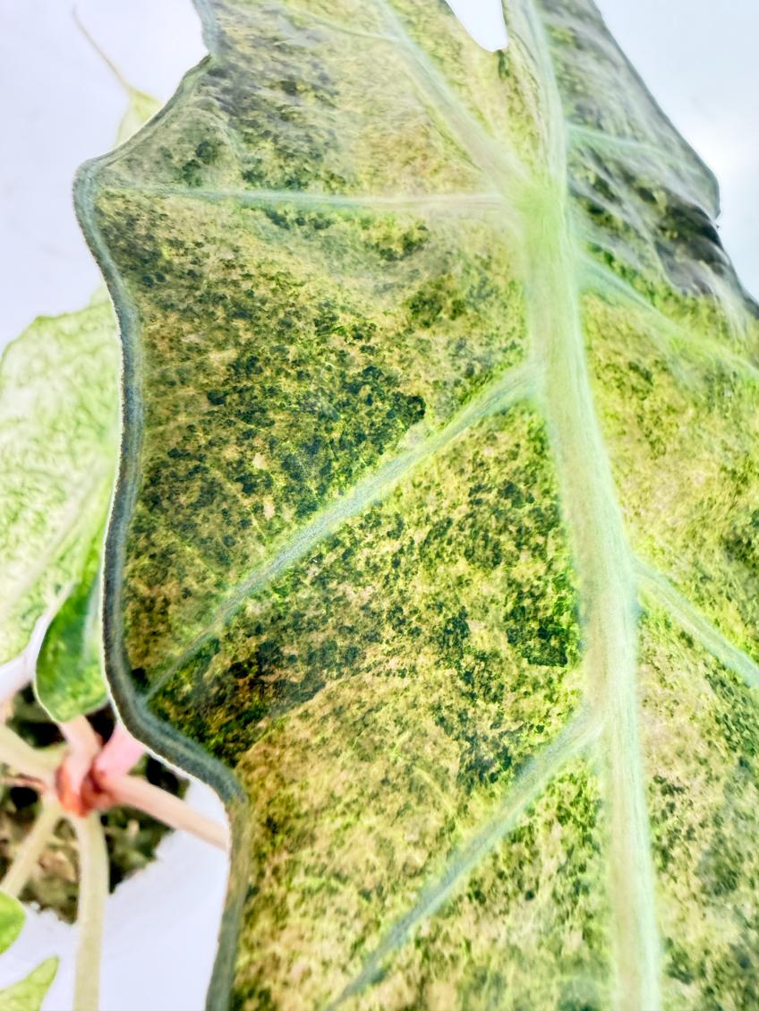 Alocasia Amazonica Variegata Aurea 8