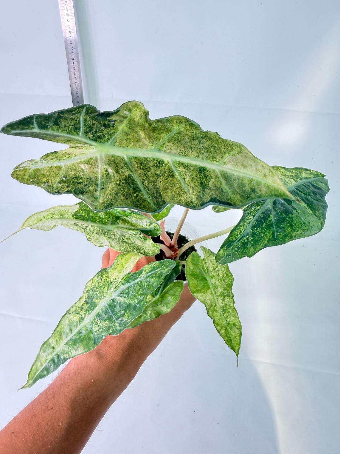 Alocasia Amazonica Variegata Aurea 3