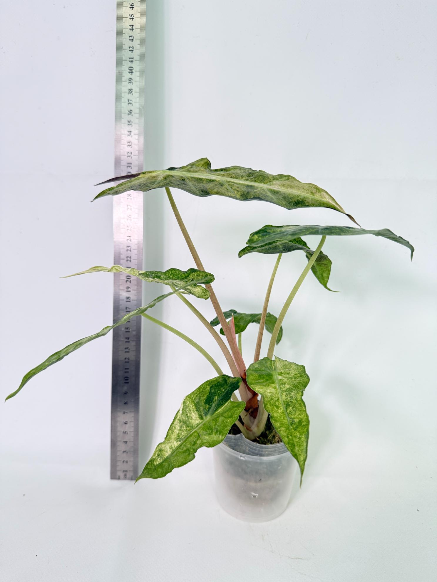 Alocasia Amazonica Variegata Aurea 6