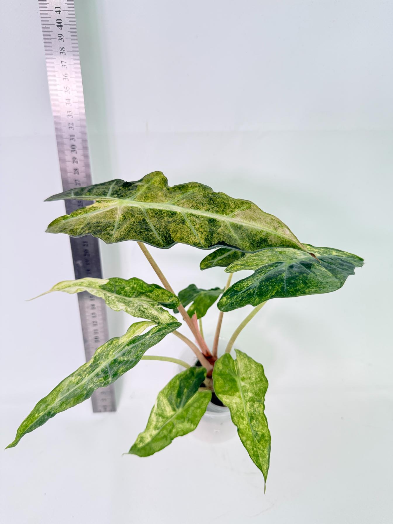 Alocasia Amazonica Variegata Aurea 1