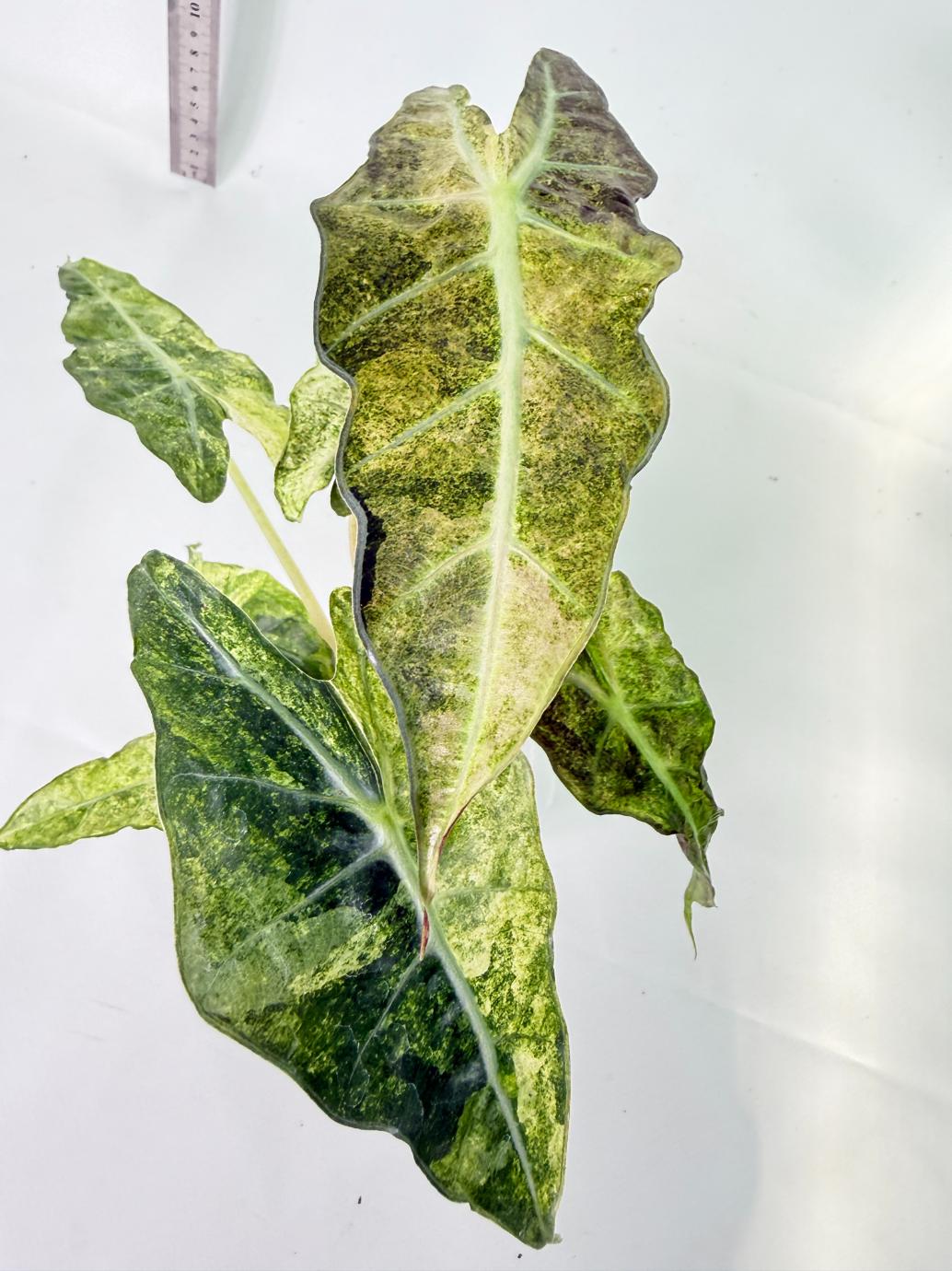 Alocasia Amazonica Variegata Aurea 2
