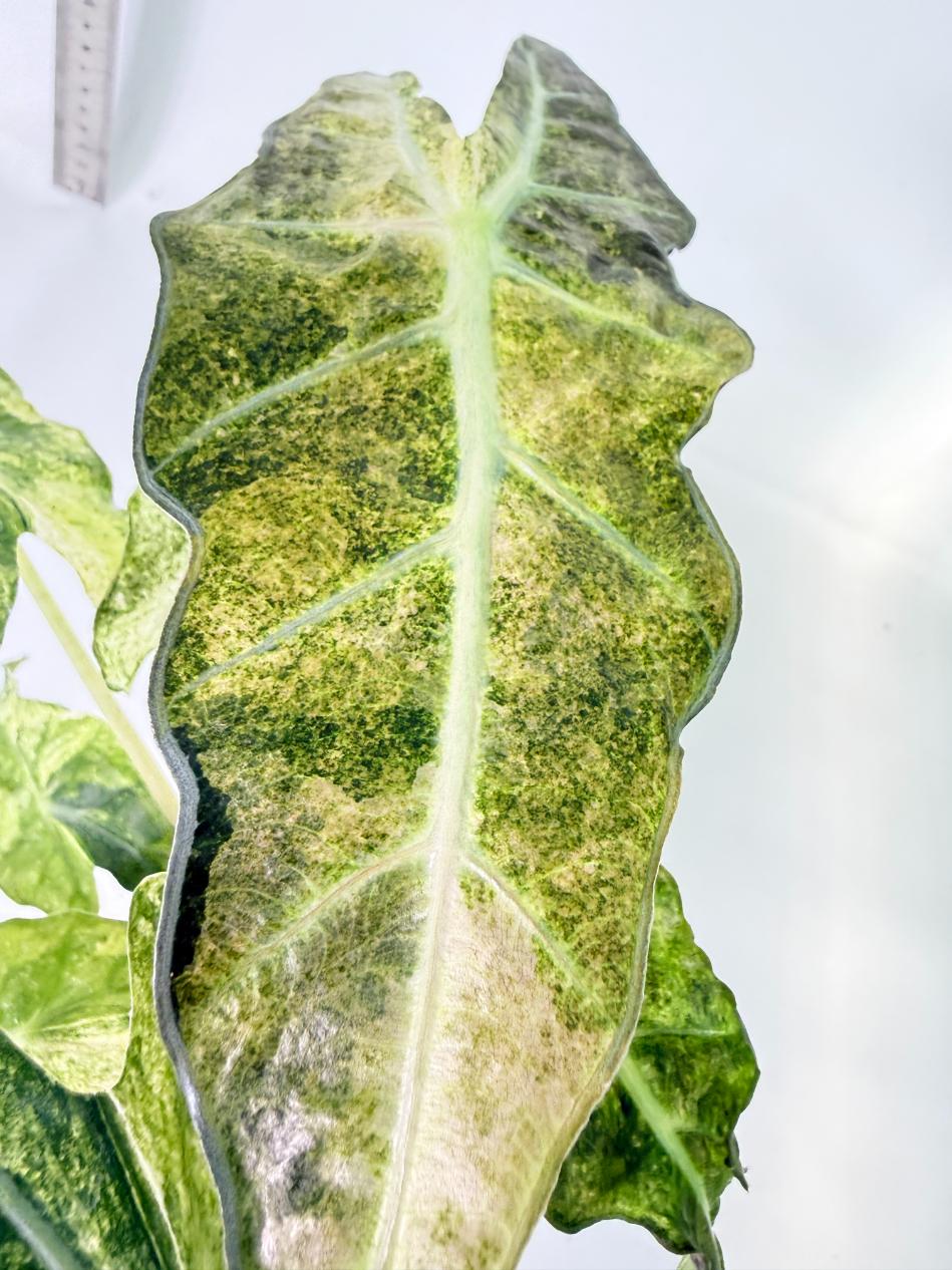 Alocasia Amazonica Variegata Aurea 4