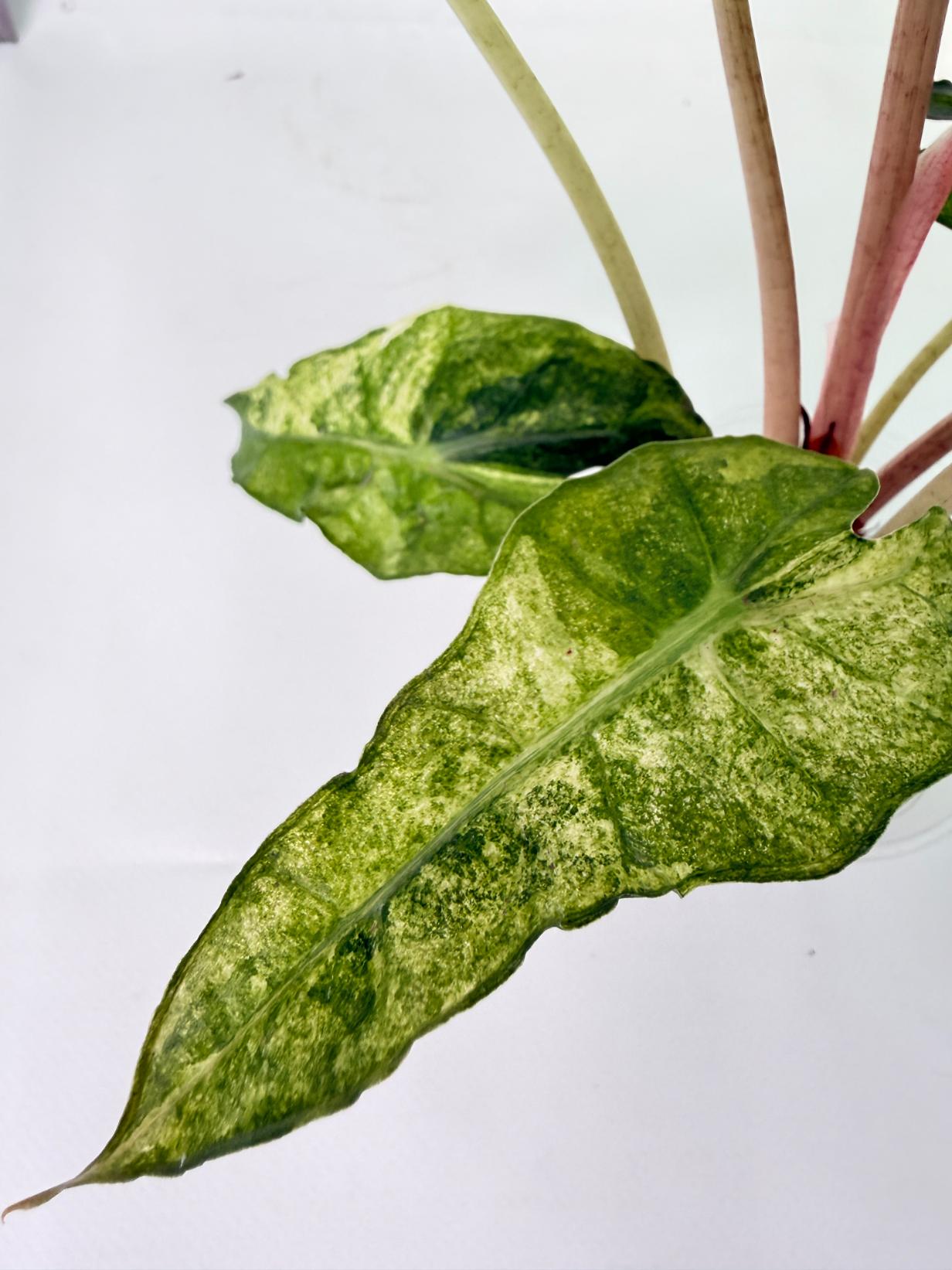 Alocasia Amazonica Variegata Aurea 11