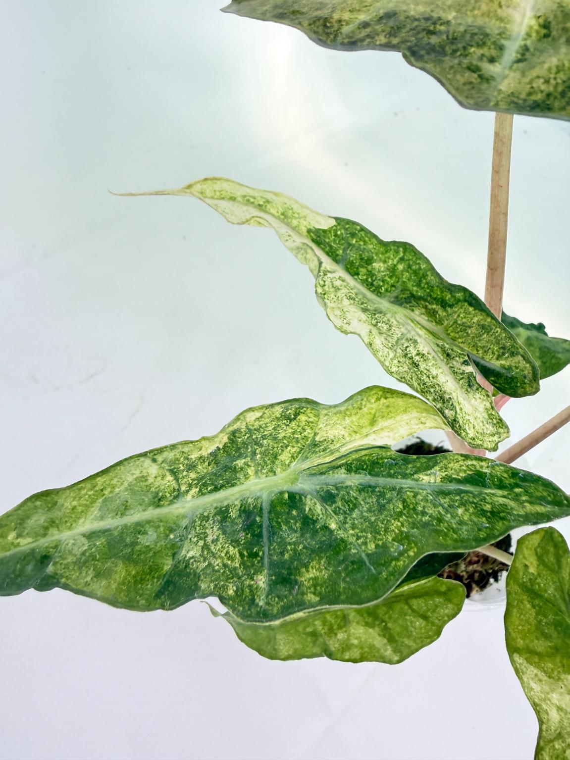 Alocasia Amazonica Variegata Aurea 10