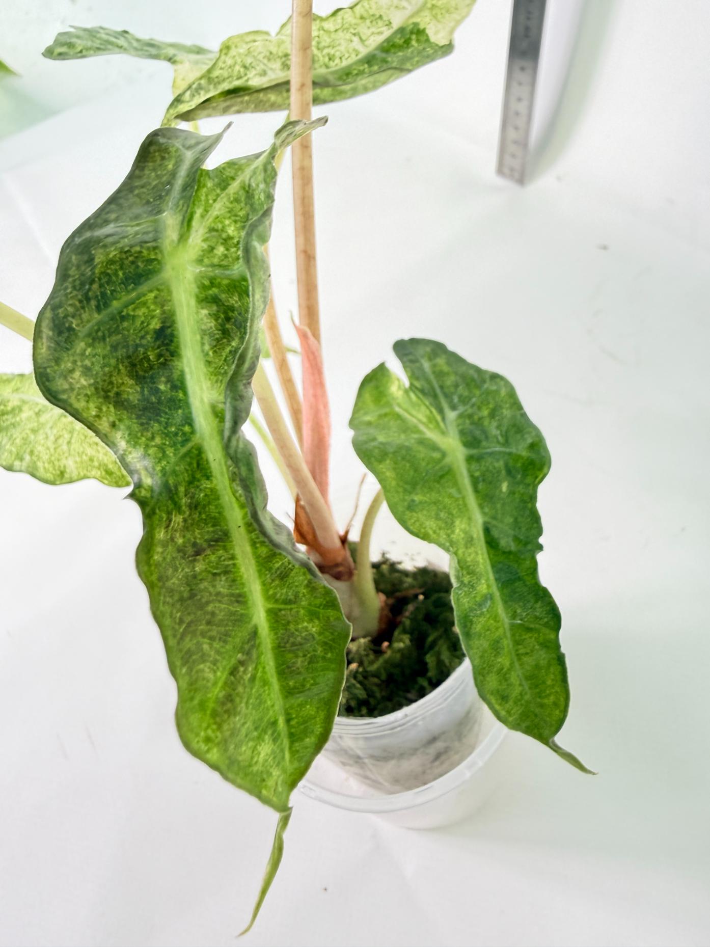Alocasia Amazonica Variegata Aurea 5