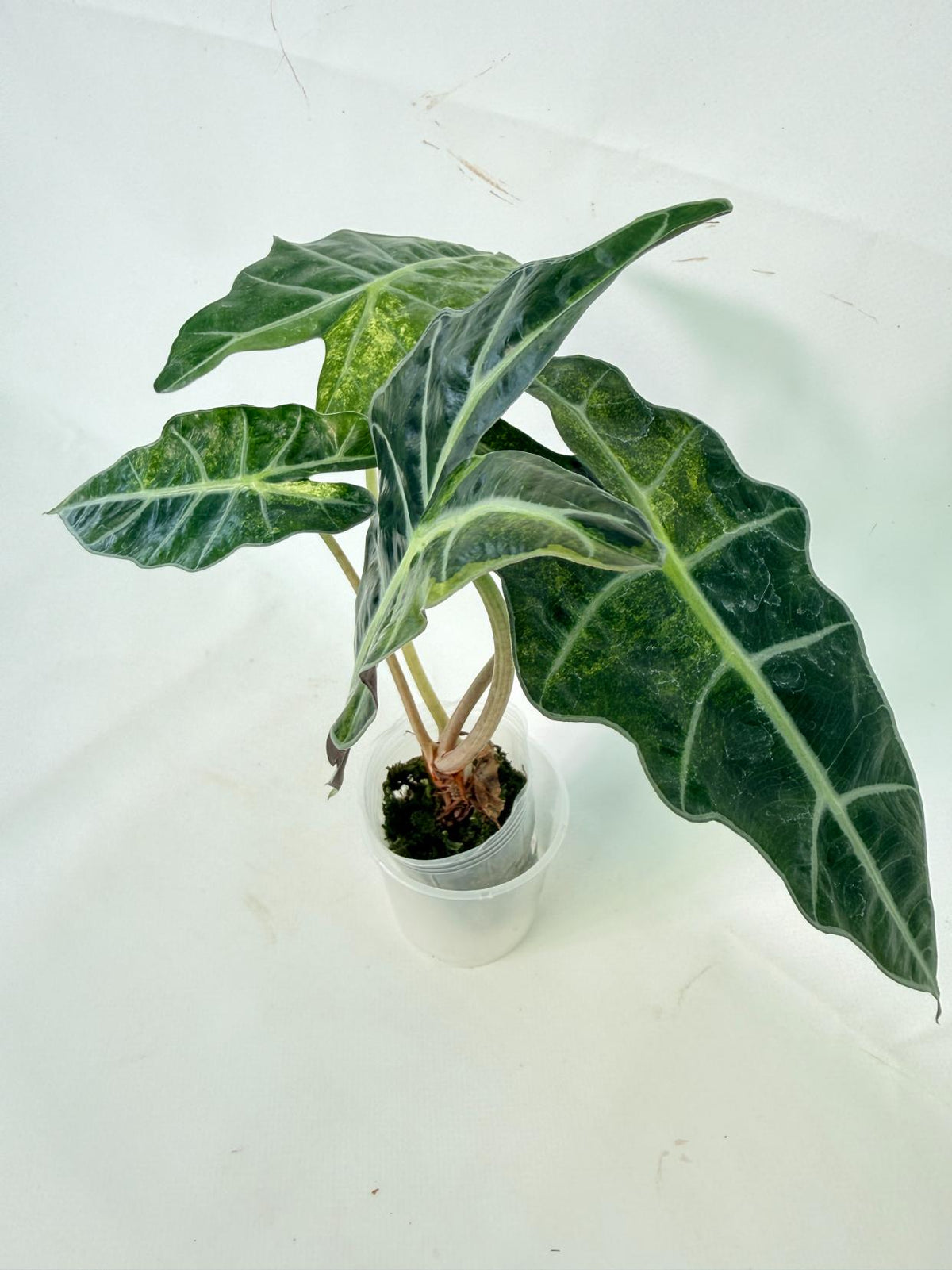 Alocasia Amazonica Variegata Aurea 02