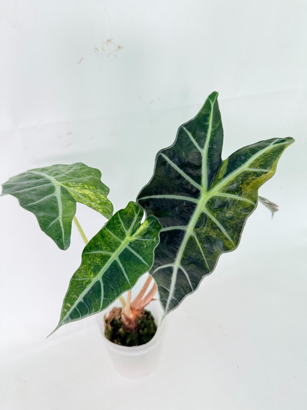 Alocasia Amazonica Variegata Aurea 10