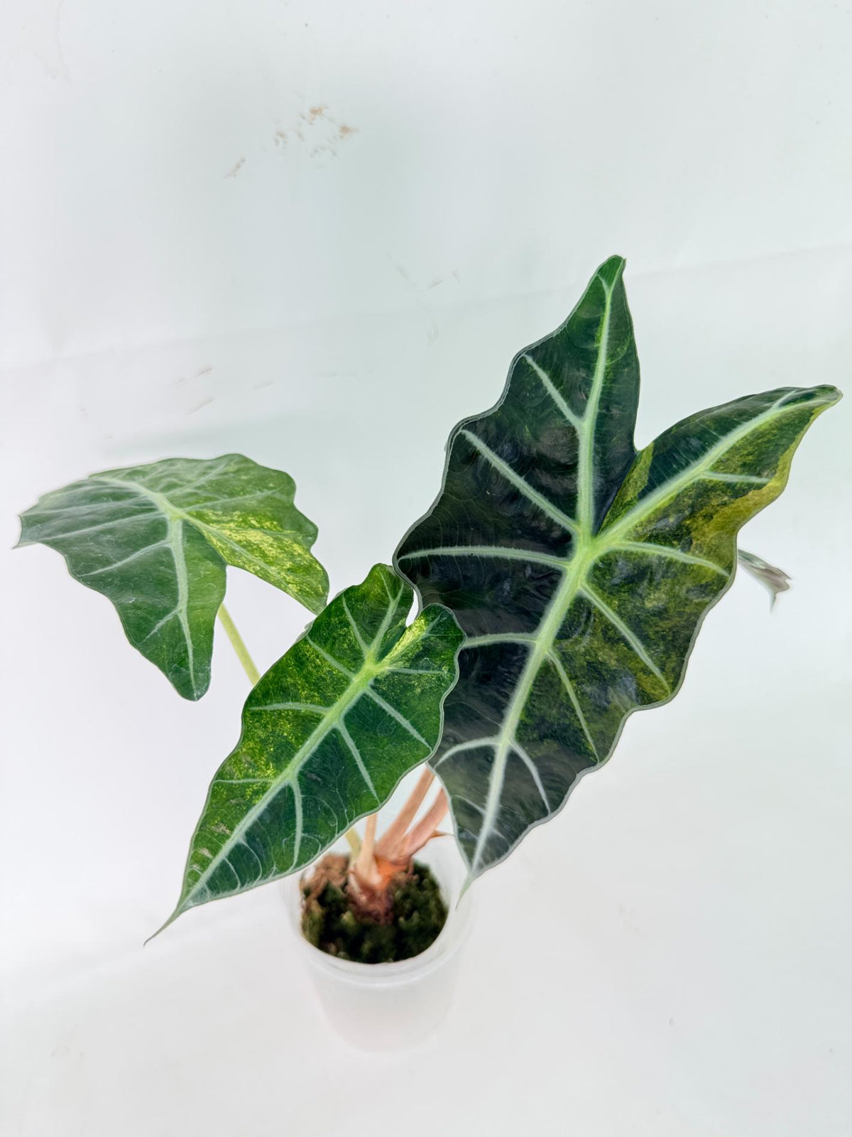 Alocasia Amazonica Variegata Aurea 11