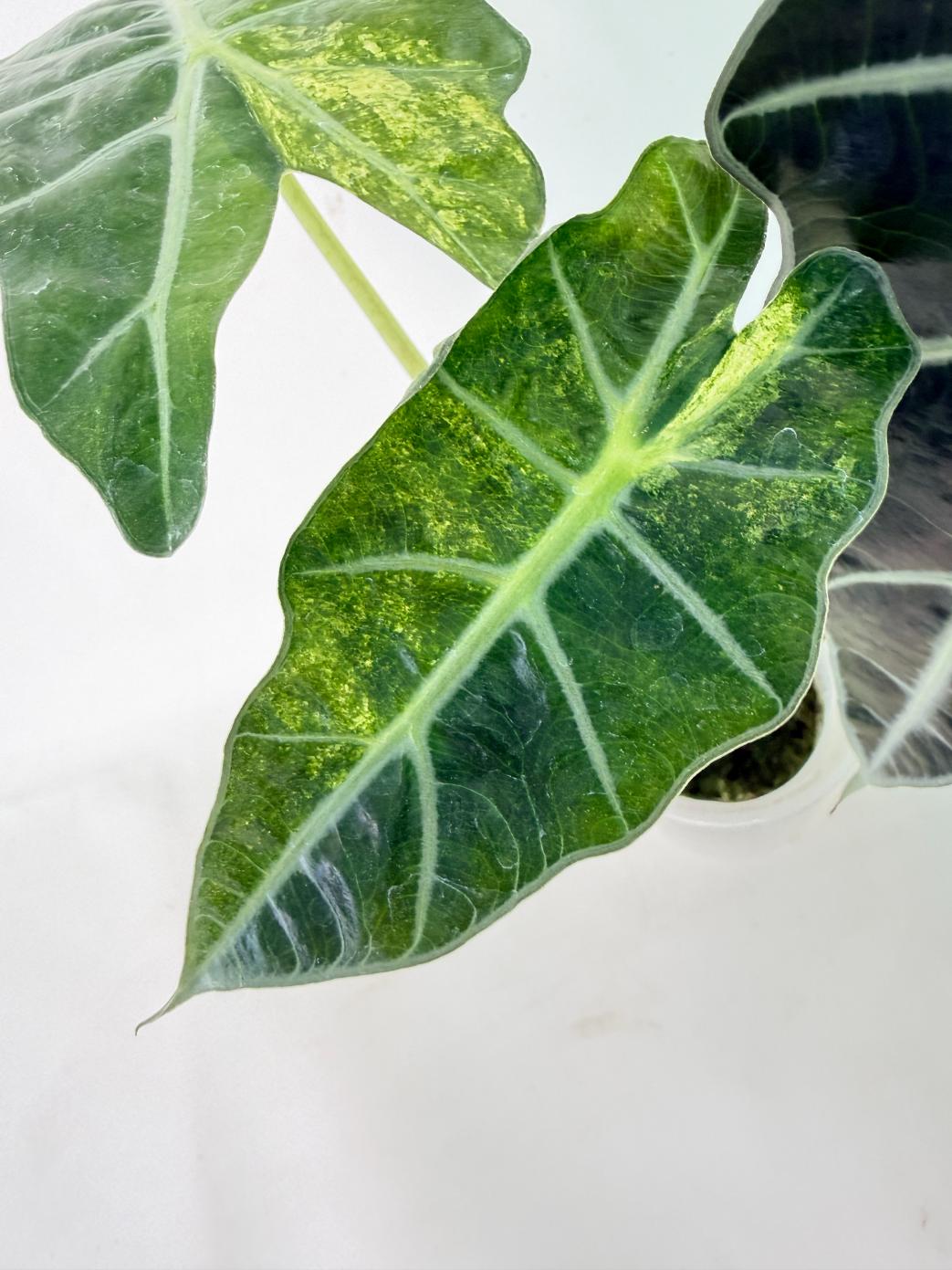 Alocasia Amazonica Variegata Aurea 12