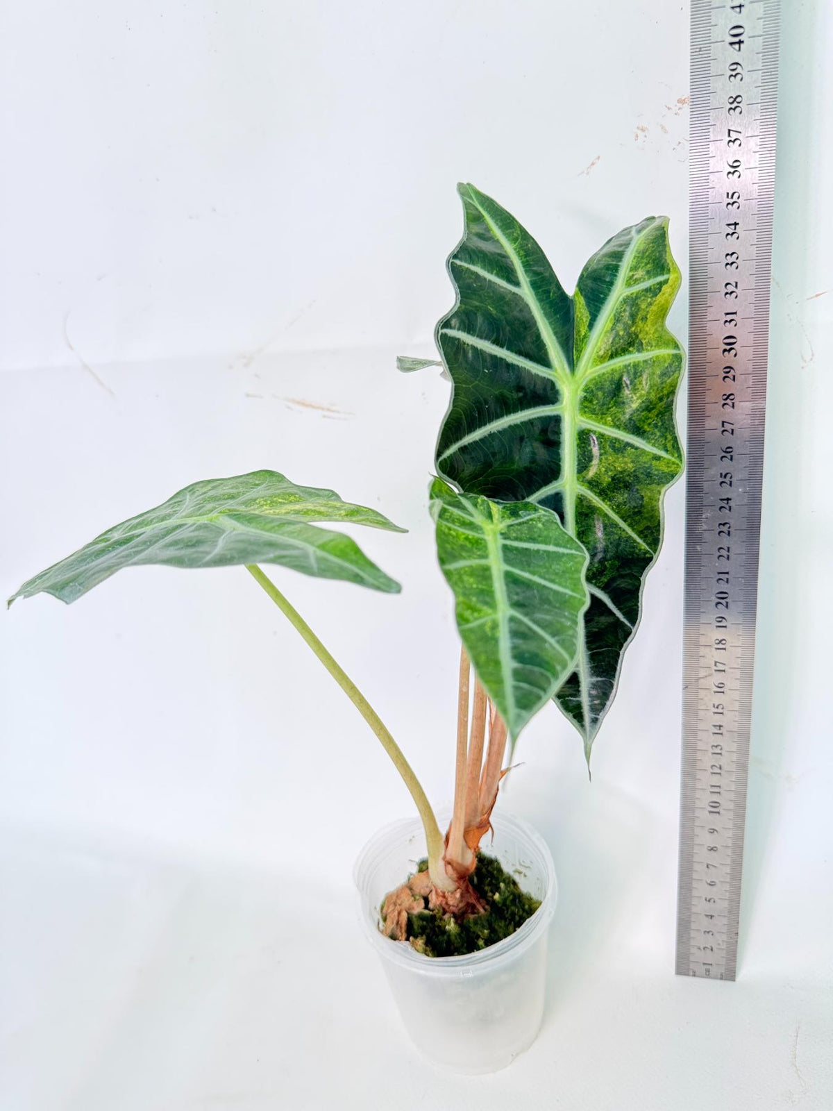 Alocasia Amazonica Variegata Aurea 03
