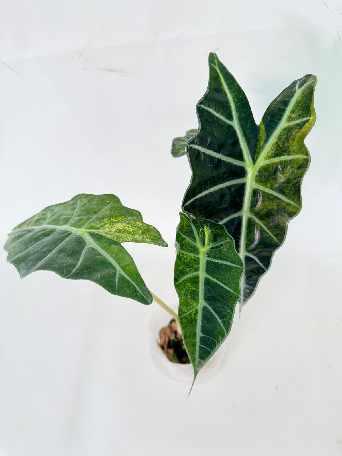Alocasia Amazonica Variegata Aurea 01