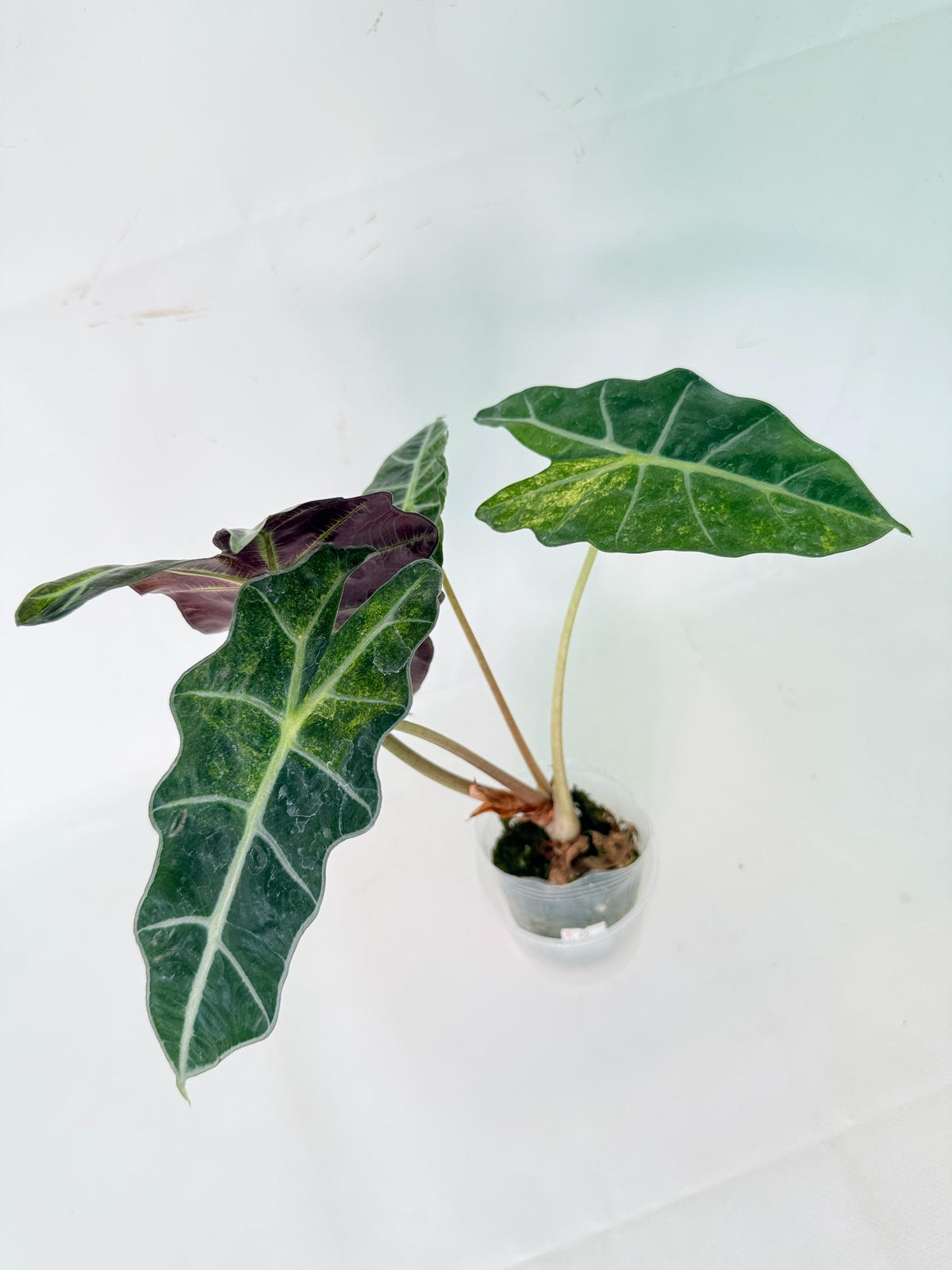 Alocasia Amazonica Variegata Aurea 04
