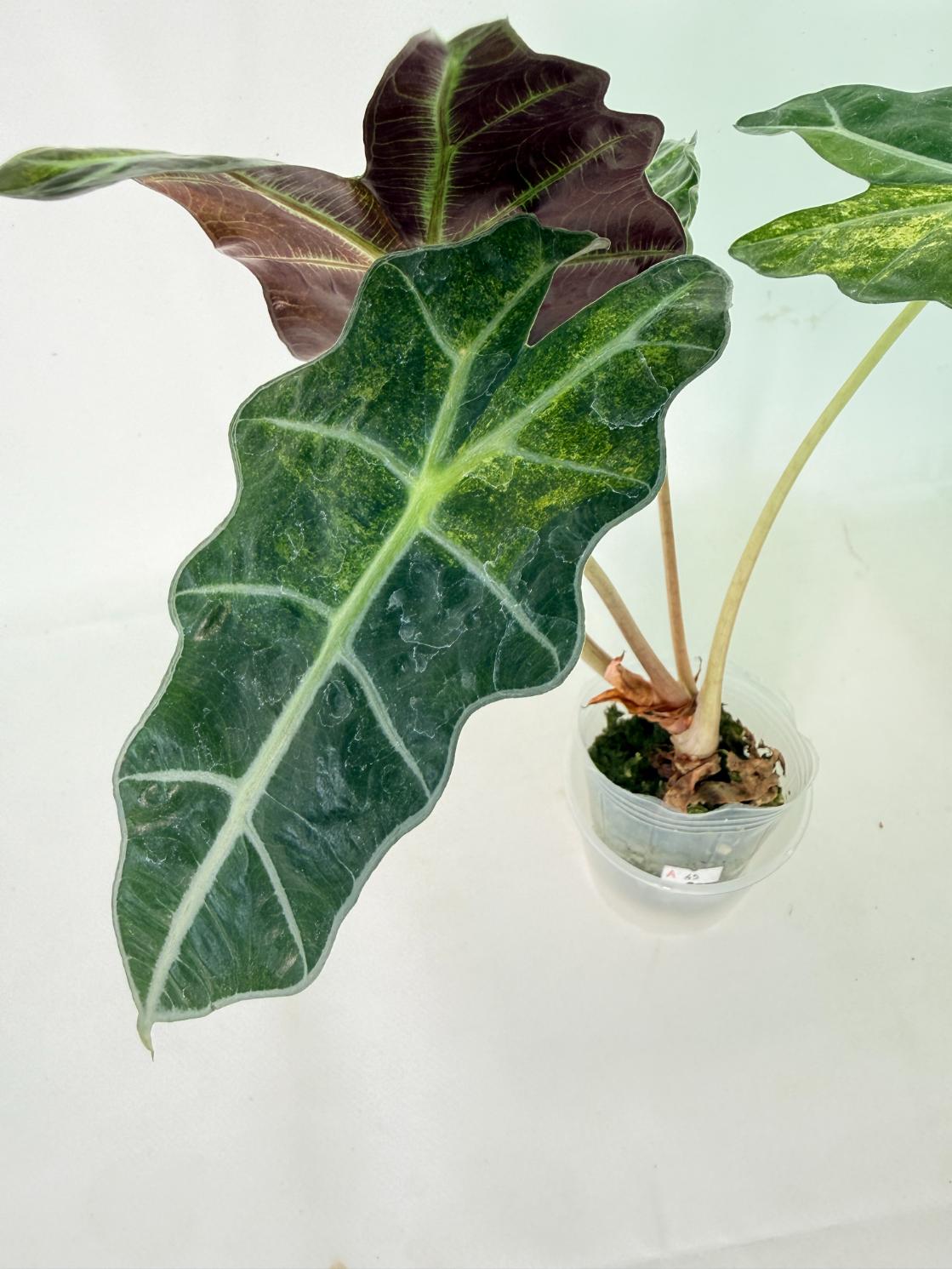 Alocasia Amazonica Variegata Aurea 05