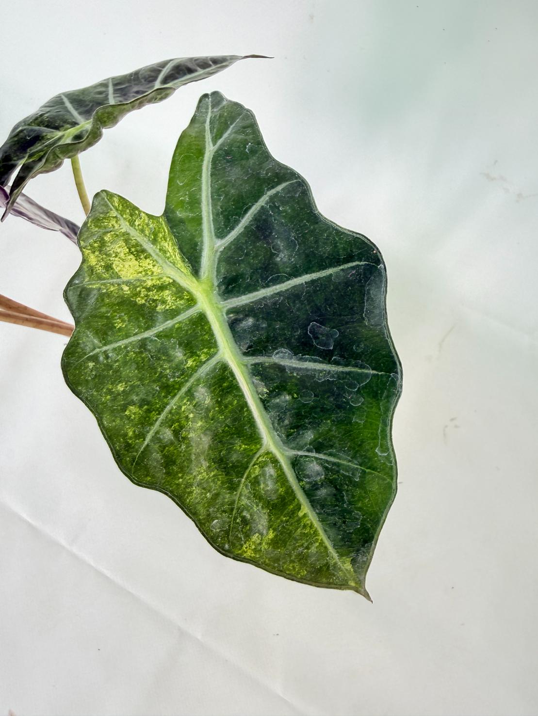 Alocasia Amazonica Variegata Aurea 06