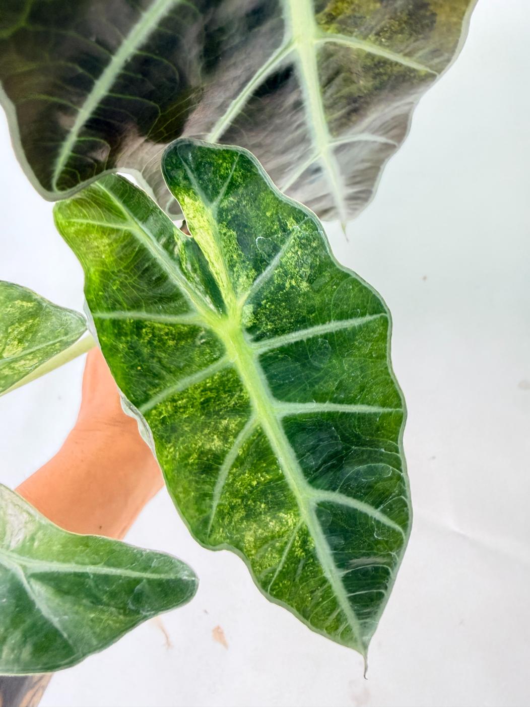 Alocasia Amazonica Variegata Aurea 07