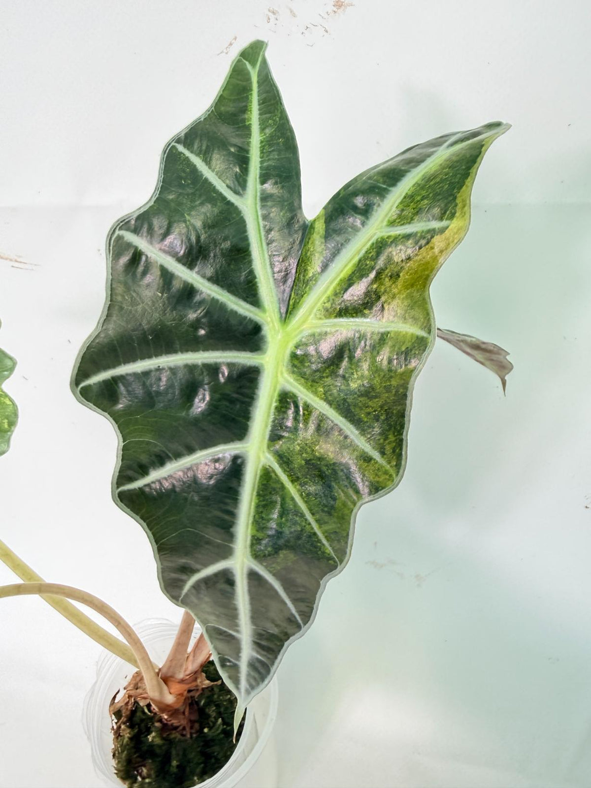 Alocasia Amazonica Variegata Aurea 08