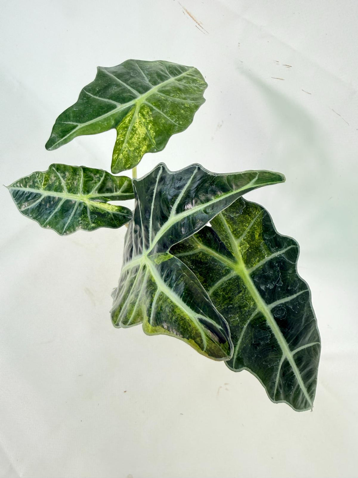 Alocasia Amazonica Variegata Aurea 09