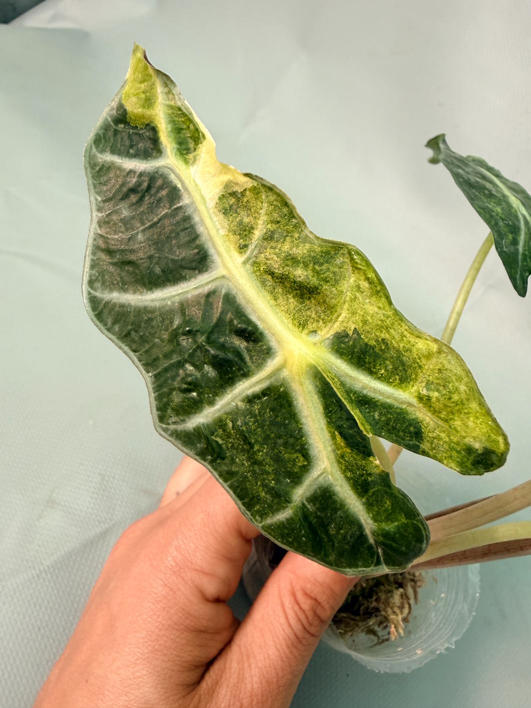 Alocasia Amazzonica Variegata Aurea 07