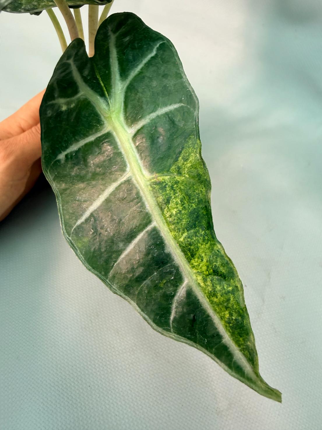 Alocasia Amazzonica Variegata Aurea 08