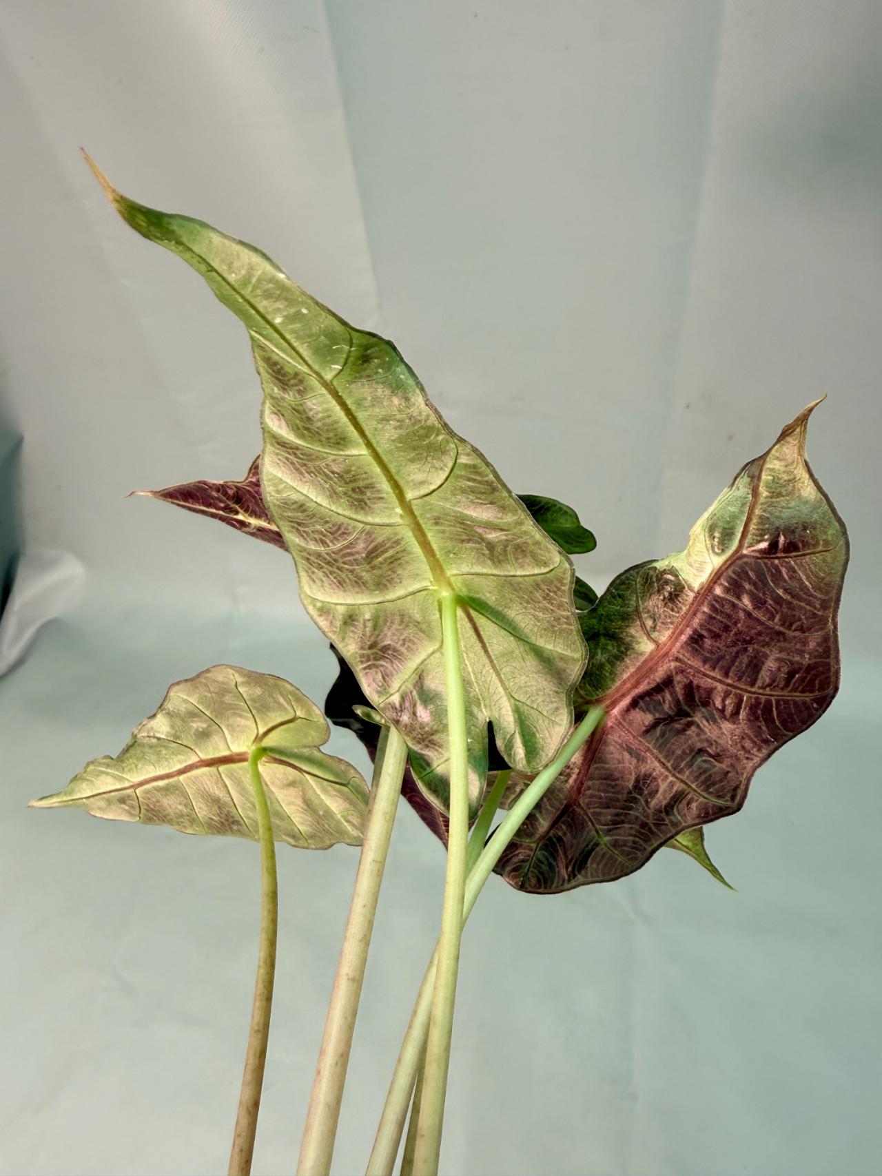 Alocasia Amazzonica Variegata Aurea 09