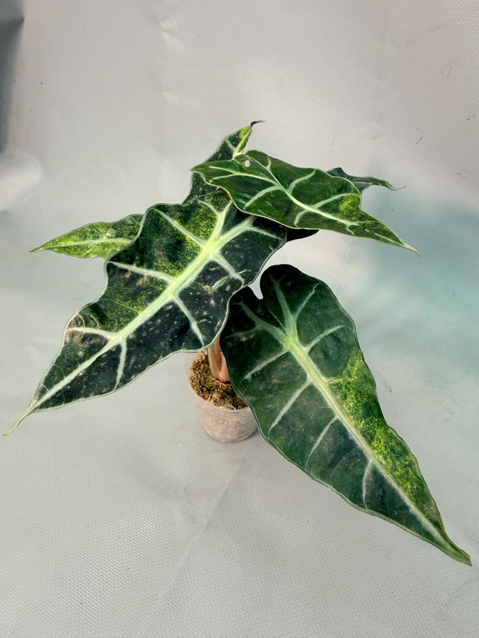 Alocasia Amazzonica Variegata Aurea 10