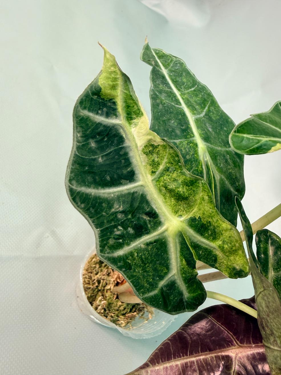 Alocasia Amazzonica Variegata Aurea 11