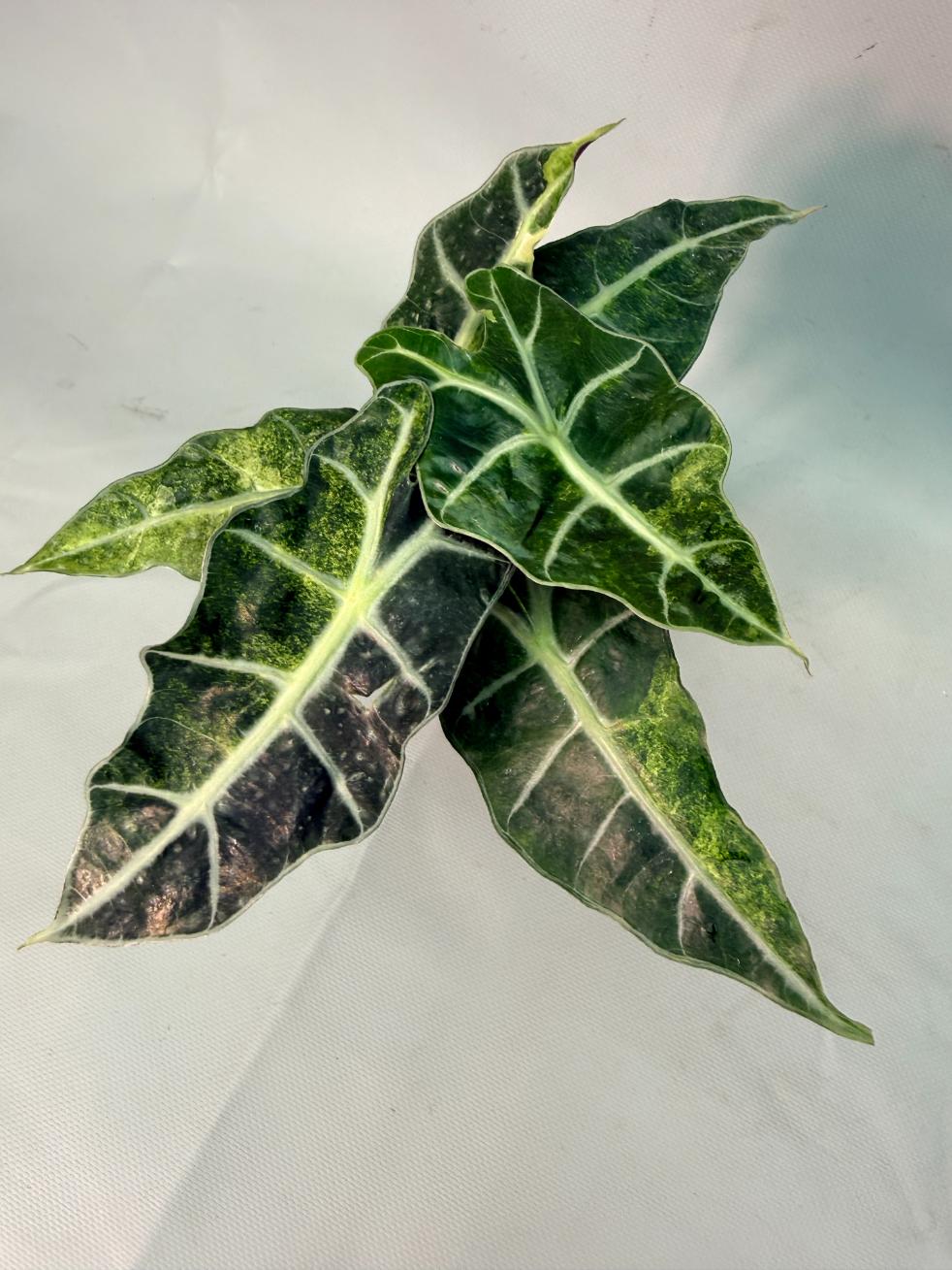 Alocasia Amazzonica Variegata Aurea 01