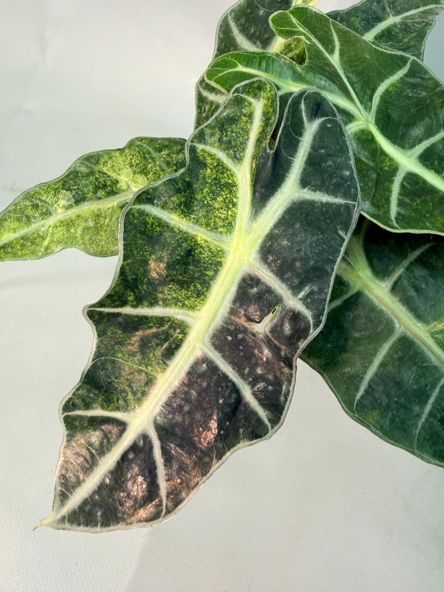 Alocasia Amazzonica Variegata Aurea 03