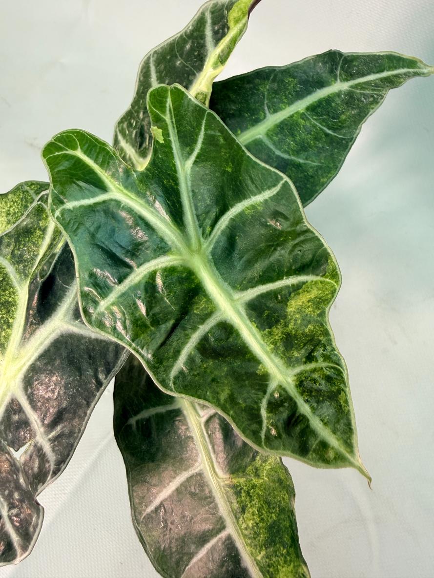 Alocasia Amazzonica Variegata Aurea 04