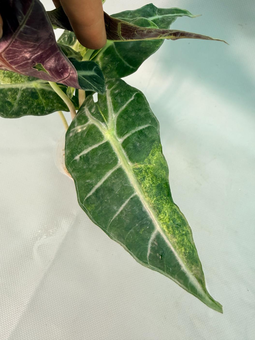 Alocasia Amazzonica Variegata Aurea 05