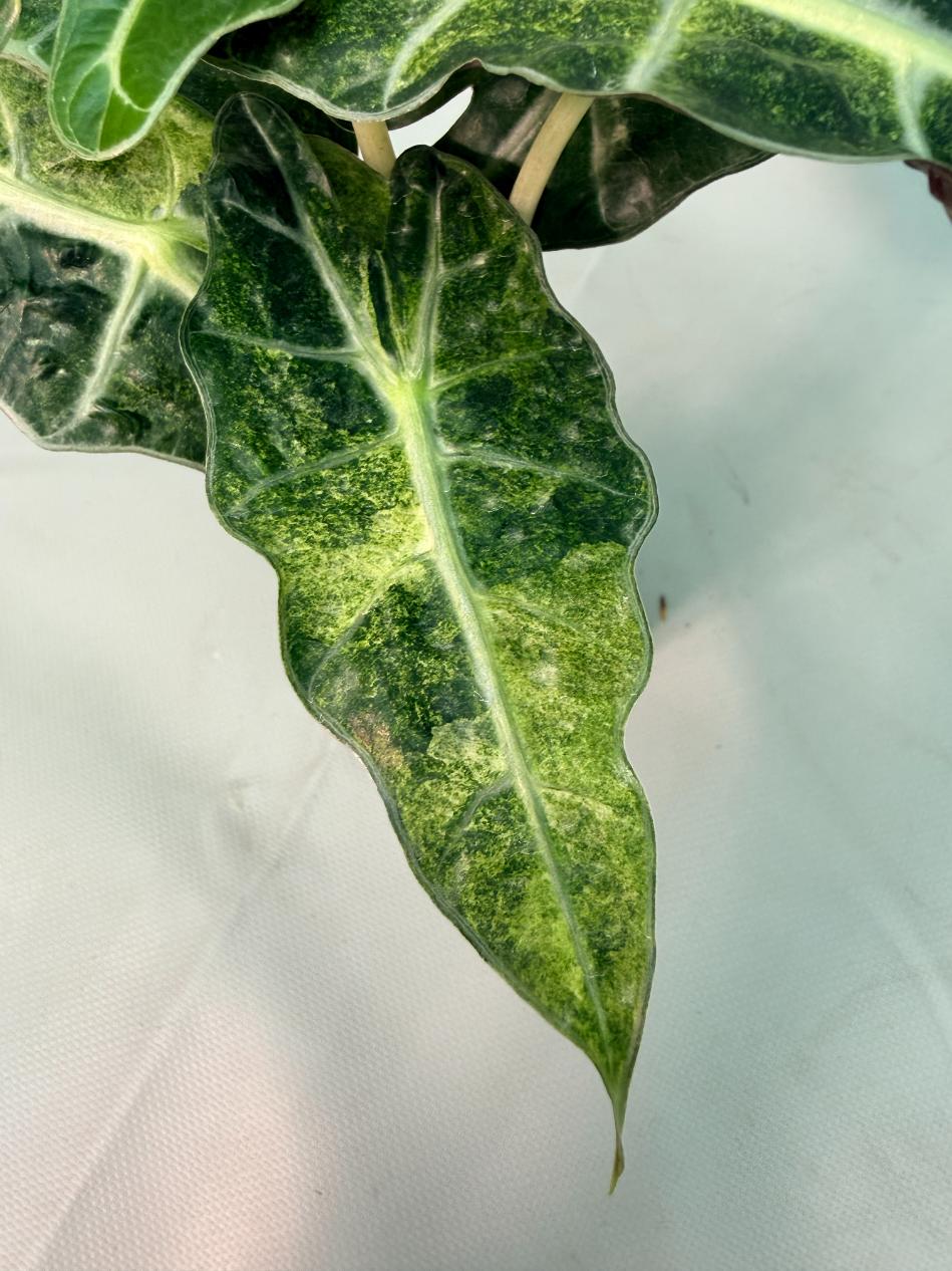 Alocasia Amazzonica Variegata Aurea 06