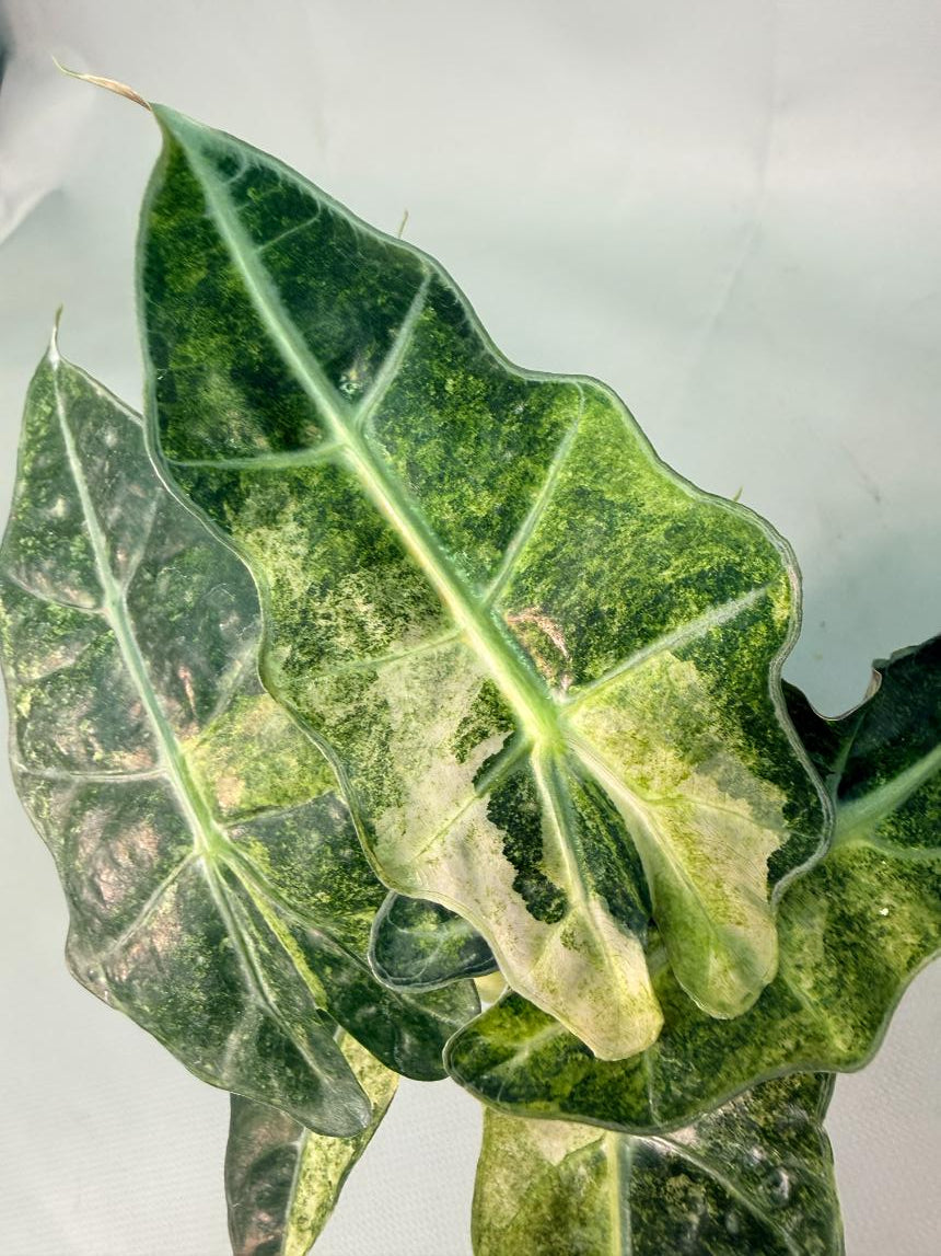 Alocasia Amazzonica Variegata Aurea 08